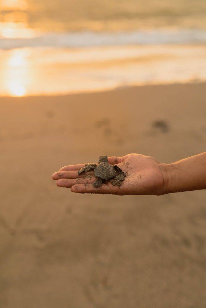 baby-turtle-on-human-hand-10041671 A person holds a baby sea turtle on a beach at sunset, symbolizing conservation.