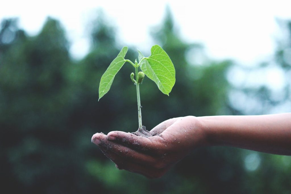 person-holding-a-green-plant-1072824 A young sapling held in hands symbolizes growth and sustainability.